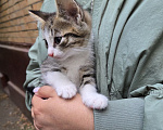 Кошки в Москве: Котенок Лапка ищет дом Девочка, Бесплатно - фото 2
