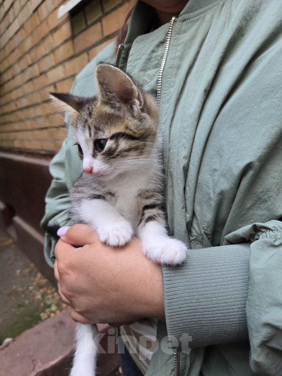 Кошки в Москве: Котенок Лапка ищет дом Девочка, Бесплатно - фото 2