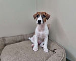 Собаки в Высоковске: Щенок Джек-рассел-терьер Девочка, 40 000 руб. - фото 2