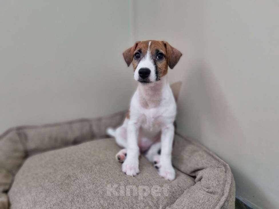 Собаки в Высоковске: Щенок Джек-рассел-терьер Девочка, 40 000 руб. - фото 2