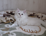 Кошки в Санкт-Петербурге: Британский котенок. Мальчик, 20 000 руб. - фото 4