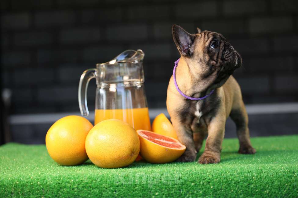 Собаки в Москве: Щенок французского бульдога Мальчик, 50 000 руб. - фото 6