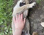 Собаки в Ногинске: Батон Мальчик, 10 руб. - фото 3