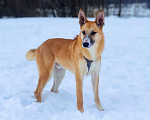 Собаки в Москве: Самый ушасты Рик Мальчик, Бесплатно - фото 2