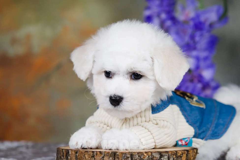 Собаки в Новосибирске: Мальчик. Бишон Фризе. Мальчик, 110 000 руб. - фото 3