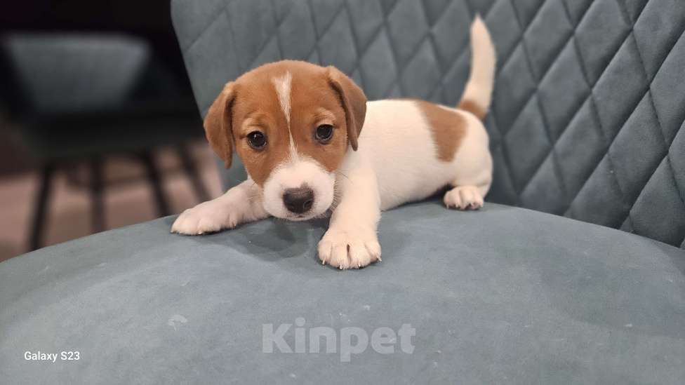 Собаки в Перми: Джек-рассел терьер Мальчик, Бесплатно - фото 3