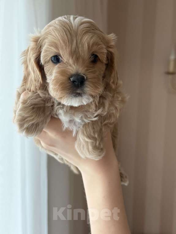 Собаки в Москве: Щенки мальтипу Девочка, 60 000 руб. - фото 7