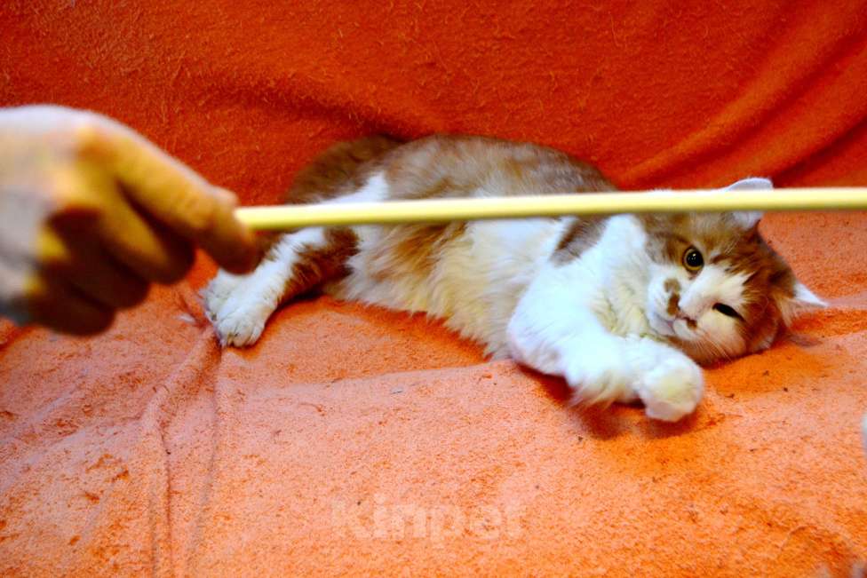 Кошки в Санкт-Петербурге: Большой роскошный ласковый котяра-лев Мальчик, Бесплатно - фото 6