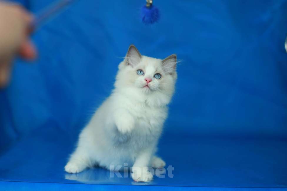 Кошки в Москве: Рэгдолл-девочка Девочка, Бесплатно - фото 3