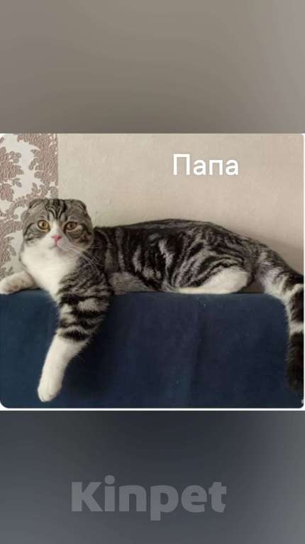 Кошки в Кемерово: Шотландские котята Девочка, 7 000 руб. - фото 3