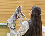 Кошки в Калининграде: Выведена из программы разведения. Чистокровная, чемпион Европы Девочка, Бесплатно - фото 4