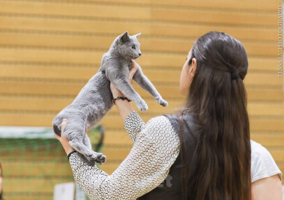 Кошки в Калининграде: Выведена из программы разведения. Чистокровная, чемпион Европы Девочка, Бесплатно - фото 4
