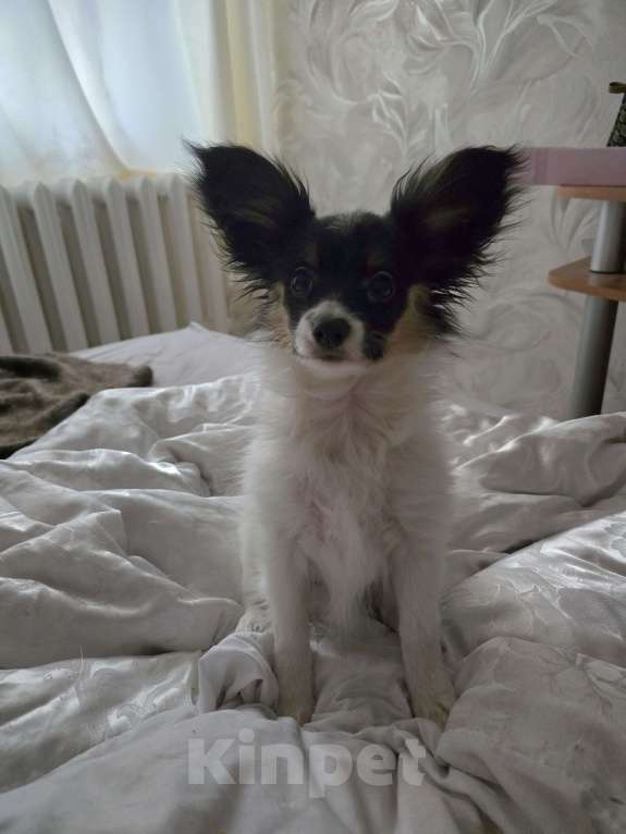 Собаки в других городах Московской области: щенок мальчик с кошками дружит Мальчик, 65 000 руб. - фото 3