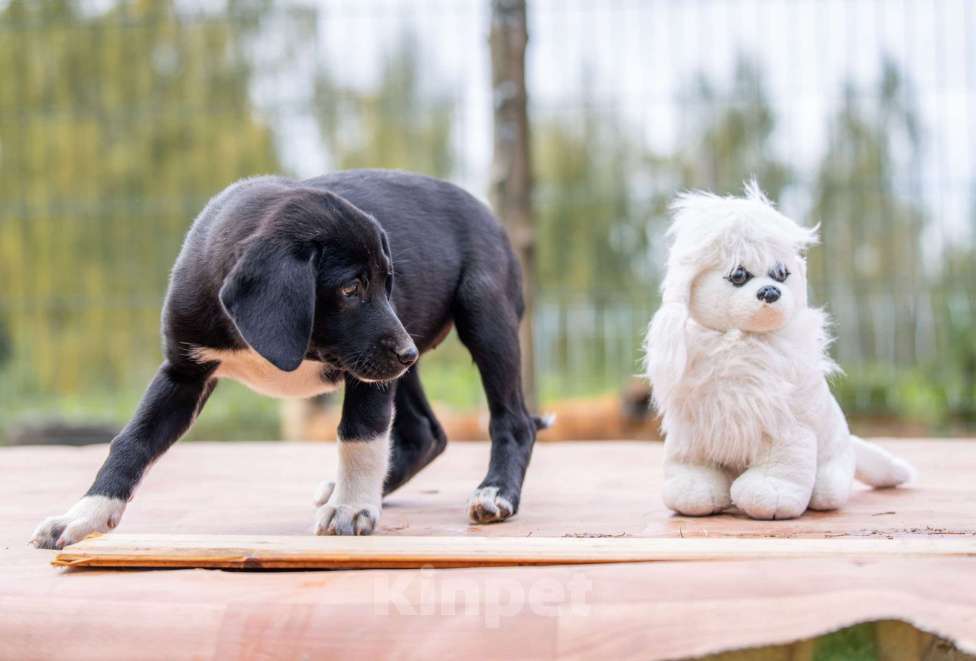 Собаки в Москве: Лори Девочка, Бесплатно - фото 2