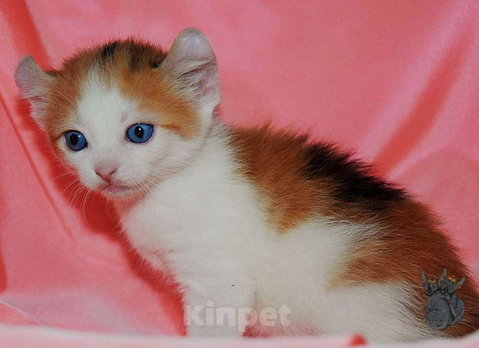 Кошки в Люберцах: Девочка DBE Девочка, Бесплатно - фото 2