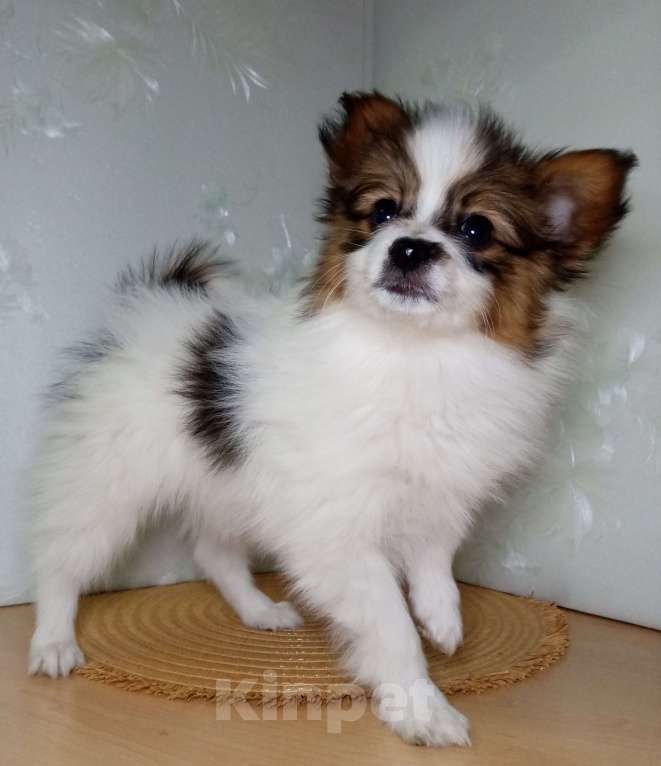 Собаки в Москве: Малыш папийон  Мальчик, Бесплатно - фото 1