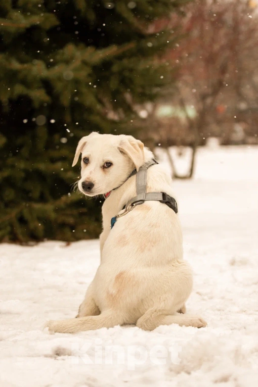 Собаки в Москве: Малышка Марта в добрые руки 🤍 Девочка, Бесплатно - фото 4