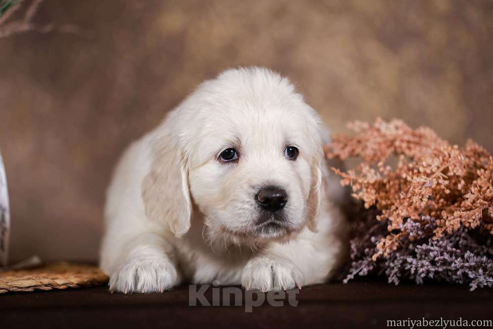Собаки в Москве: золотистого ретривира щенок Девочка, 90 000 руб. - фото 3