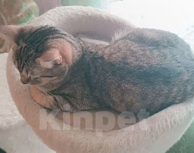 Кошки в Новосибирске: Отдам кошечку в добрые руки Девочка, Бесплатно - фото 9