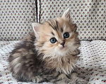 Кошки в Москве: Шотландские  котята  Девочка, 25 000 руб. - фото 2