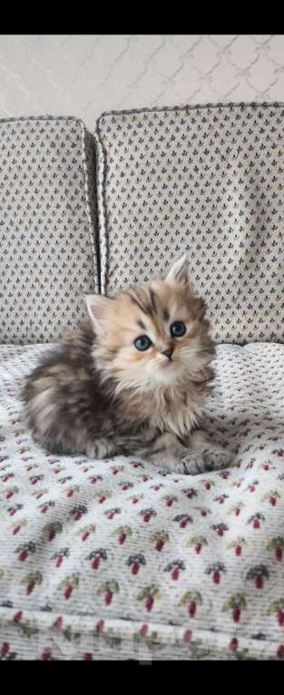 Кошки в Москве: Шотландские  котята  Девочка, 25 000 руб. - фото 2