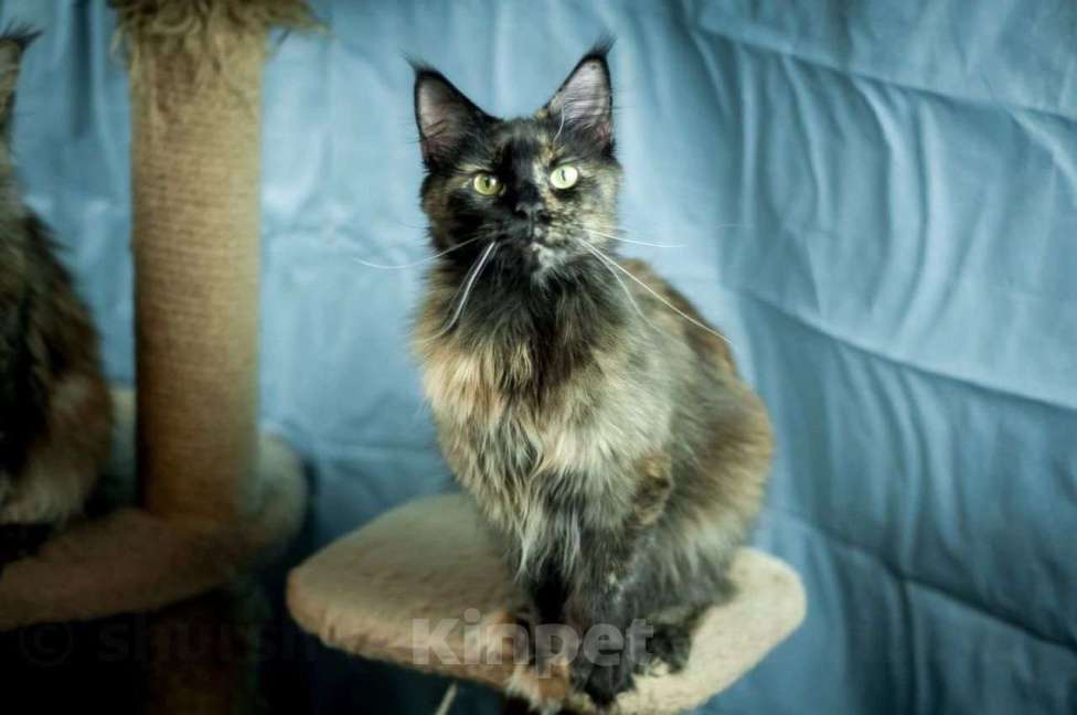 Кошки в Кингисеппе: Котята Мейн-кун Мальчик, 50 000 руб. - фото 1