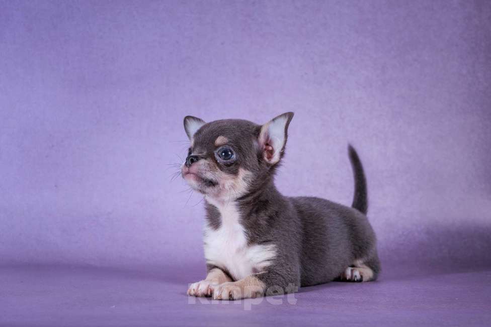 Собаки в Москве: Малышка голубого окраса Девочка, 85 000 руб. - фото 5