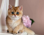 Кошки в Владивостоке: Девочка британская короткошерстная Девочка, 60 000 руб. - фото 1