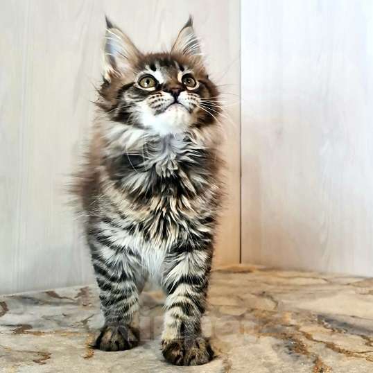 Кошки в других городах Ярославской области: Котята Мейн кун Девочка, Бесплатно - фото 2