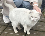 Кошки в Казани: Найдена белая кошка Девочка, Бесплатно - фото 1
