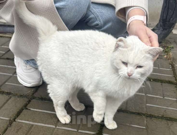 Кошки в Казани: Найдена белая кошка Девочка, Бесплатно - фото 1
