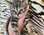 Кошки в Краснодаре: Отдам в хорошие руки Девочка, Бесплатно - фото 2