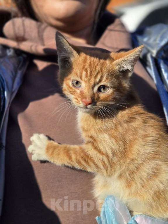 Кошки в Москве: Малыши ищут дом Разнополые, Бесплатно - фото 8