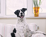Собаки в Москве: Веселый и позитивный пес Макс ищет дом! Мальчик, Бесплатно - фото 2