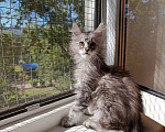 Кошки в Санкт-Петербурге: Котик Мальчик, 35 000 руб. - фото 8