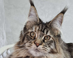 Кошки в Москве: Котята мейн кун Девочка, 45 000 руб. - фото 1
