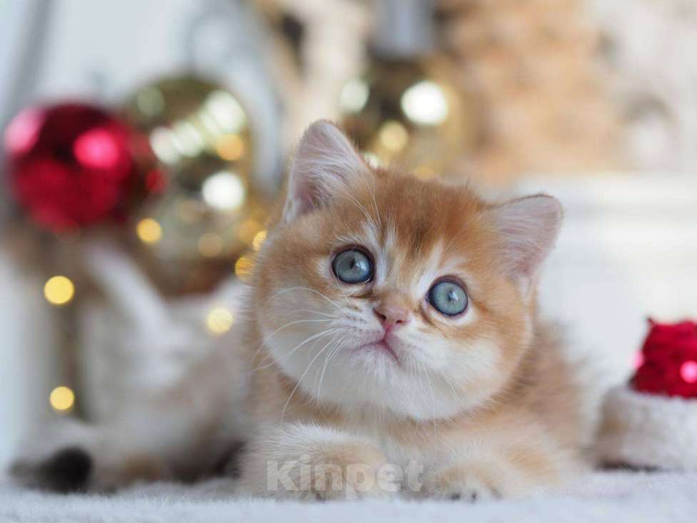 Кошки в Москве: Британская девочка Фианита Девочка, 150 000 руб. - фото 3