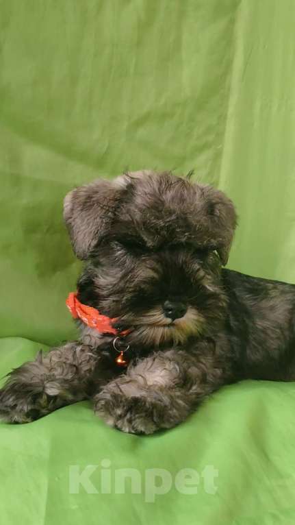 Собаки в Москве: щенок-девочка цвергшнауцера Девочка, 35 000 руб. - фото 2