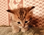 Кошки в Кемерово: Отдам котёнка в добрые руки Девочка, 10 руб. - фото 2