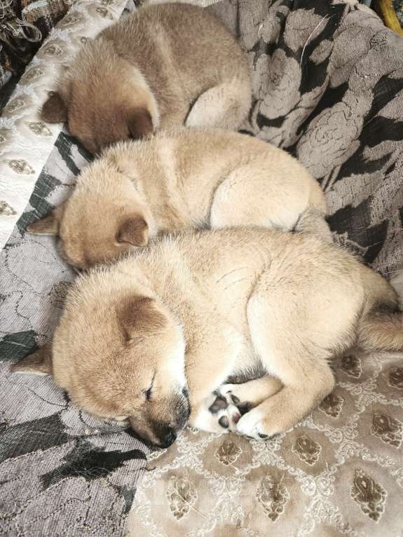 Собаки в Никольском: Продается щенок сиба ину Мальчик, 70 000 руб. - фото 7