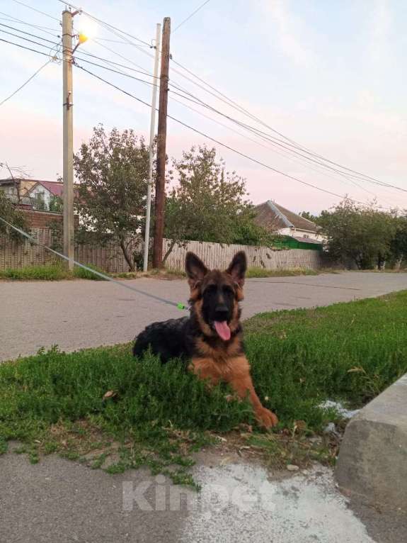 Собаки в Цимлянске: Предлагается щенок немецкой овчарки д. р 18.04.2025,окрас черно-коричневый ,шерсть длинношерстная Девочка, Бесплатно - фото 2