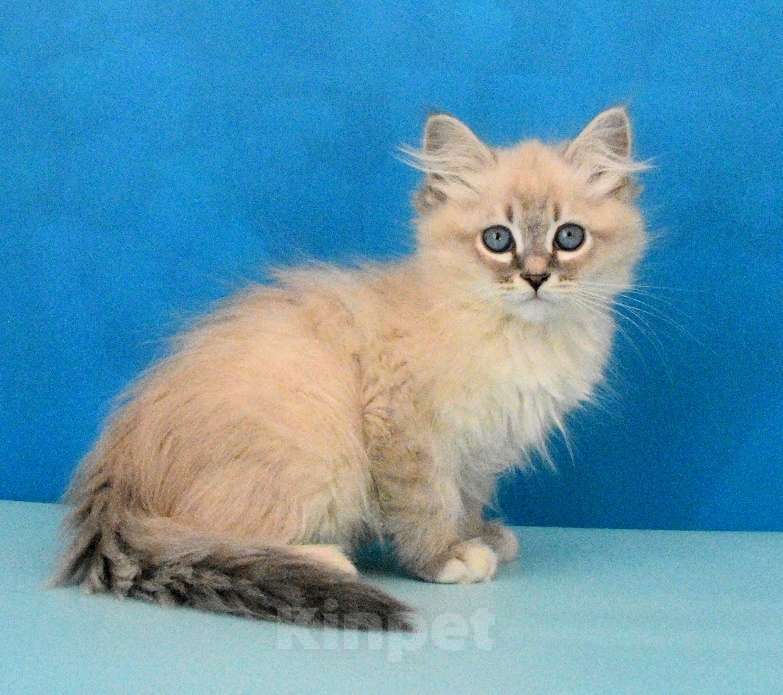 Кошки в Москве: Синеглазый красавчик Парамон Мальчик, Бесплатно - фото 2