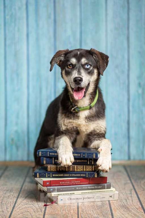 Собаки в Москве: Разноглазый щенок Лора в добрые руки Девочка, 1 руб. - фото 6