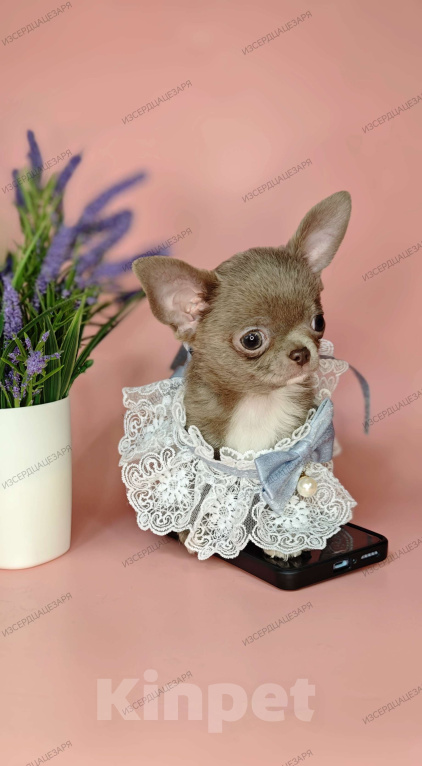 Собаки в Москве: Мини чихуахуа мальчик лилового окраса Мальчик, 55 000 руб. - фото 6