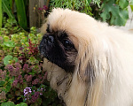 Собаки в Кургане: Продам щенка пекинеса Девочка, 25 000 руб. - фото 2