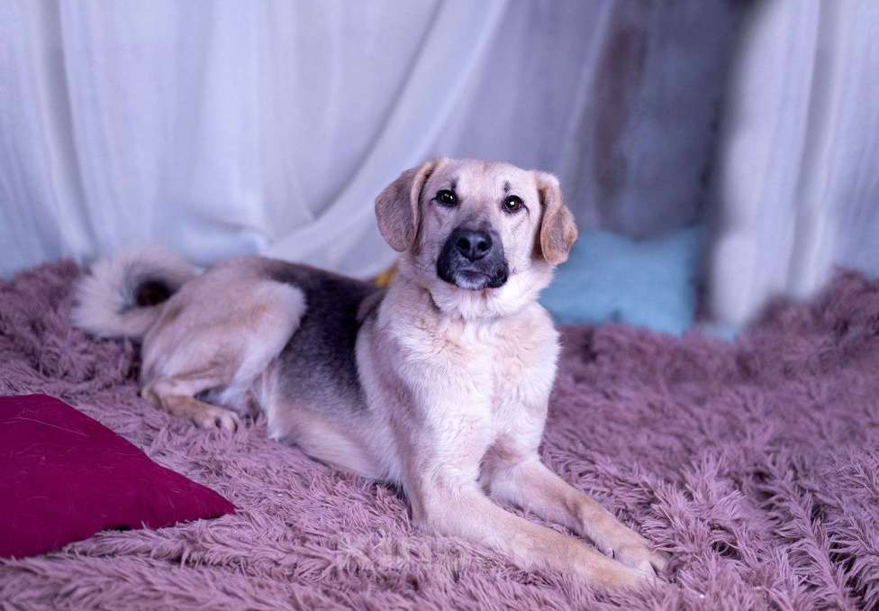 Собаки в других городах Московской области: Мальчик Бруно Мальчик, Бесплатно - фото 8