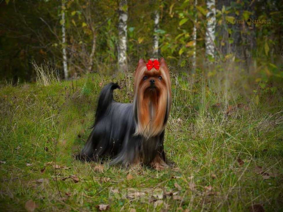 Собаки в Москве: Йорк Вязка Мальчик, 10 000 руб. - фото 1