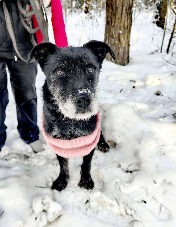 Собаки в Электрогорске: Багги мерзнет в приюте Девочка, Бесплатно - фото 1