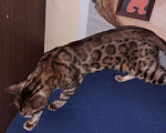 Кошки в Кемерово: Кот на вязку, 10 000 руб. - фото 1