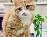 Кошки в Москве: Брутальному рыжему котику Леве нужен дом. Мальчик, Бесплатно - фото 7